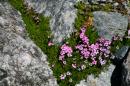 nature alpine 014 * 4368 x 2912 * (6.49MB)